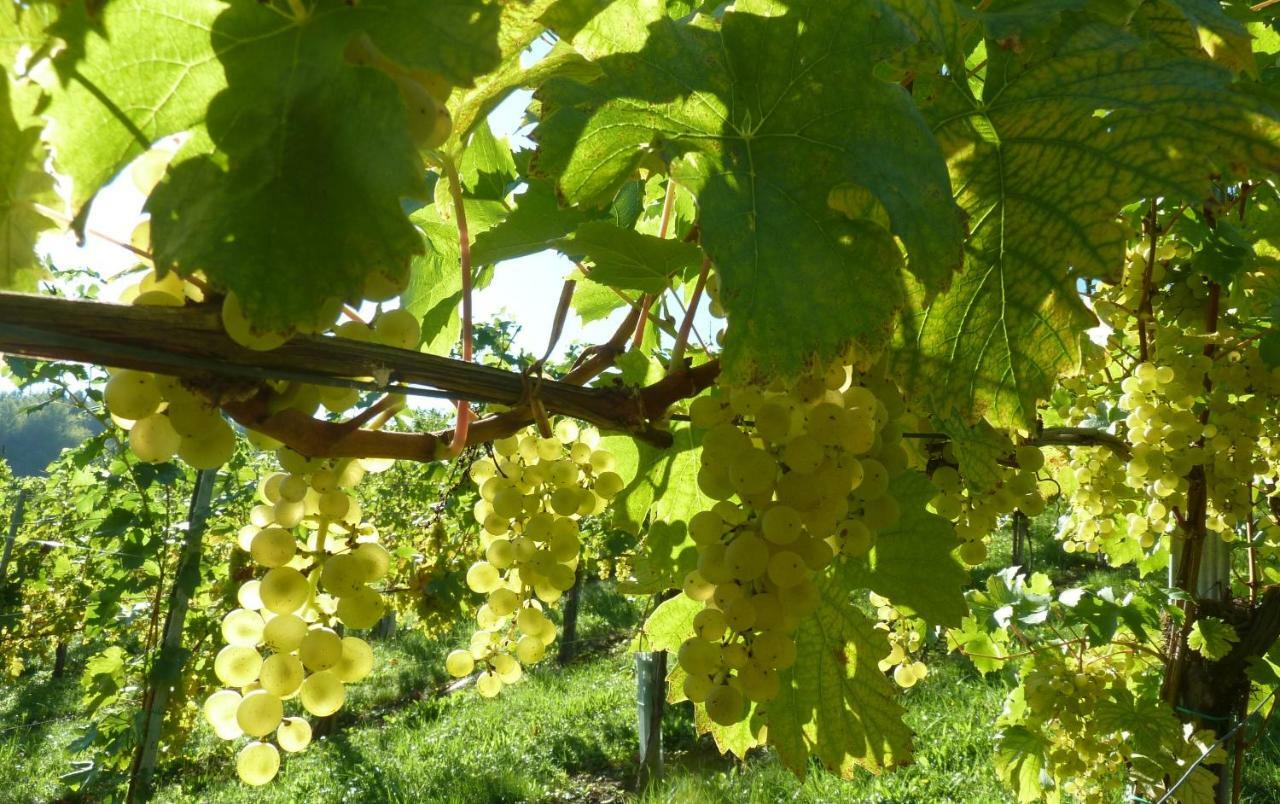 Weingut- Gaestezimmer Marko Leutschach Ngoại thất bức ảnh