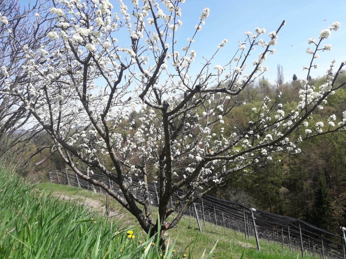 Weingut- Gaestezimmer Marko Leutschach Ngoại thất bức ảnh